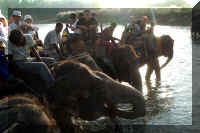 Elefanten Chitwan