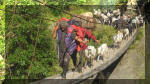 Schafabtrieb von den Sommerweiden, Kanchanjunga 